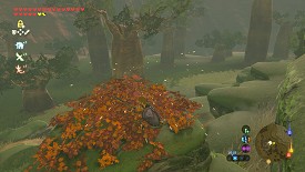 Un Korogu dans Breath of the Wild