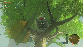 Un Korogu dans Breath of the Wild