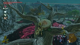 Un Korogu dans Breath of the Wild