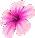 hibiscus Link's Awakening